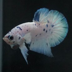 画像5: HMPK　ホワイトブルーマーブル (5)