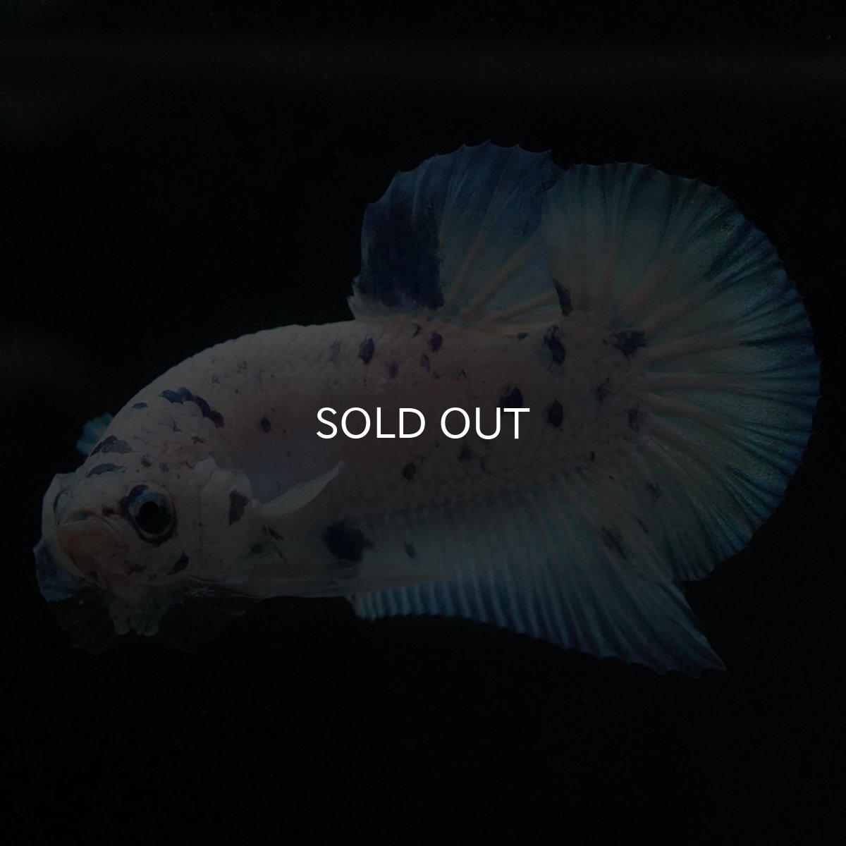 画像8: HMPK　ホワイトブルーマーブル (8)