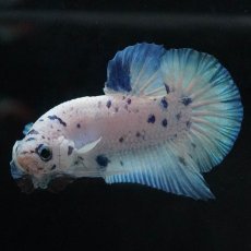 画像8: HMPK　ホワイトブルーマーブル (8)