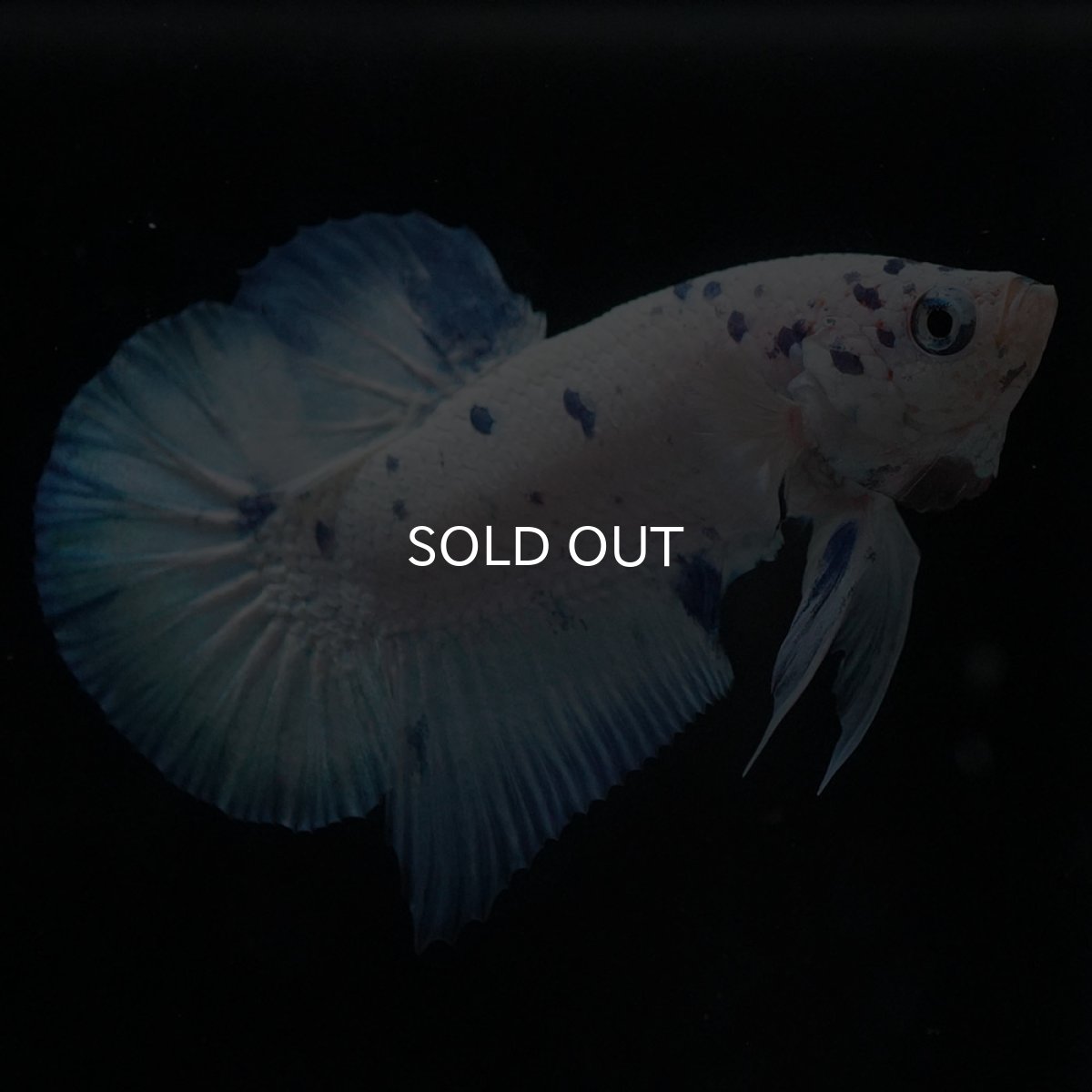 画像2: HMPK　ホワイトブルーマーブル (2)