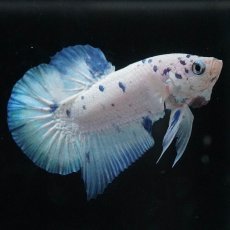 画像2: HMPK　ホワイトブルーマーブル (2)