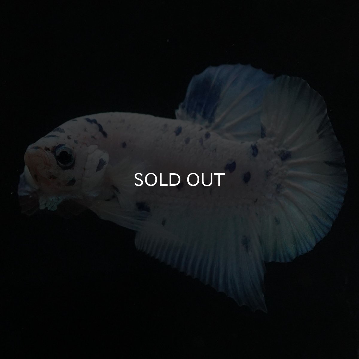 画像1: HMPK　ホワイトブルーマーブル (1)