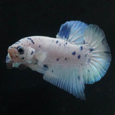 画像1: HMPK　ホワイトブルーマーブル (1)