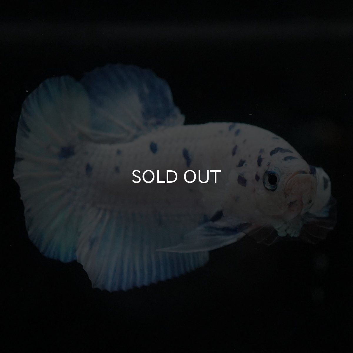 画像7: HMPK　ホワイトブルーマーブル (7)