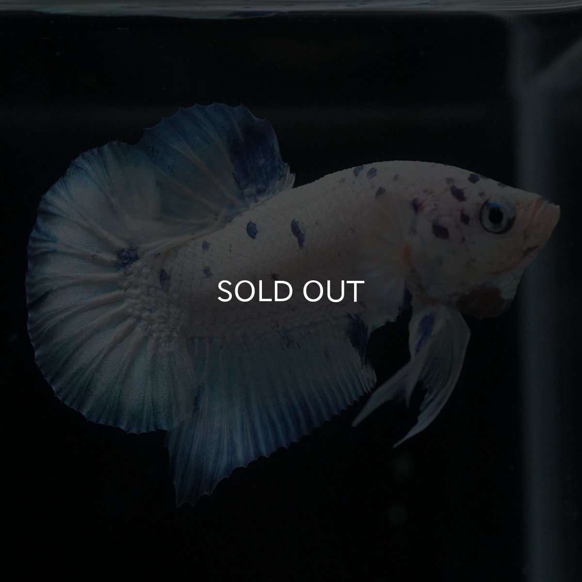 画像6: HMPK　ホワイトブルーマーブル (6)