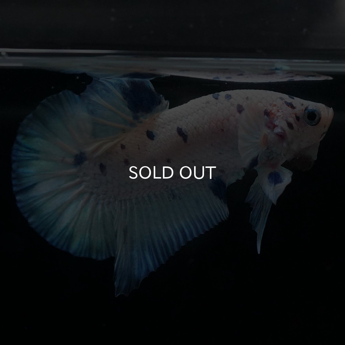 画像4: HMPK　ホワイトブルーマーブル (4)