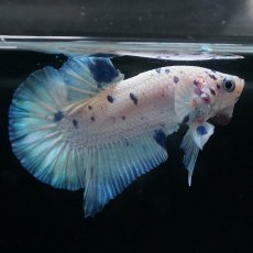 画像4: HMPK　ホワイトブルーマーブル (4)