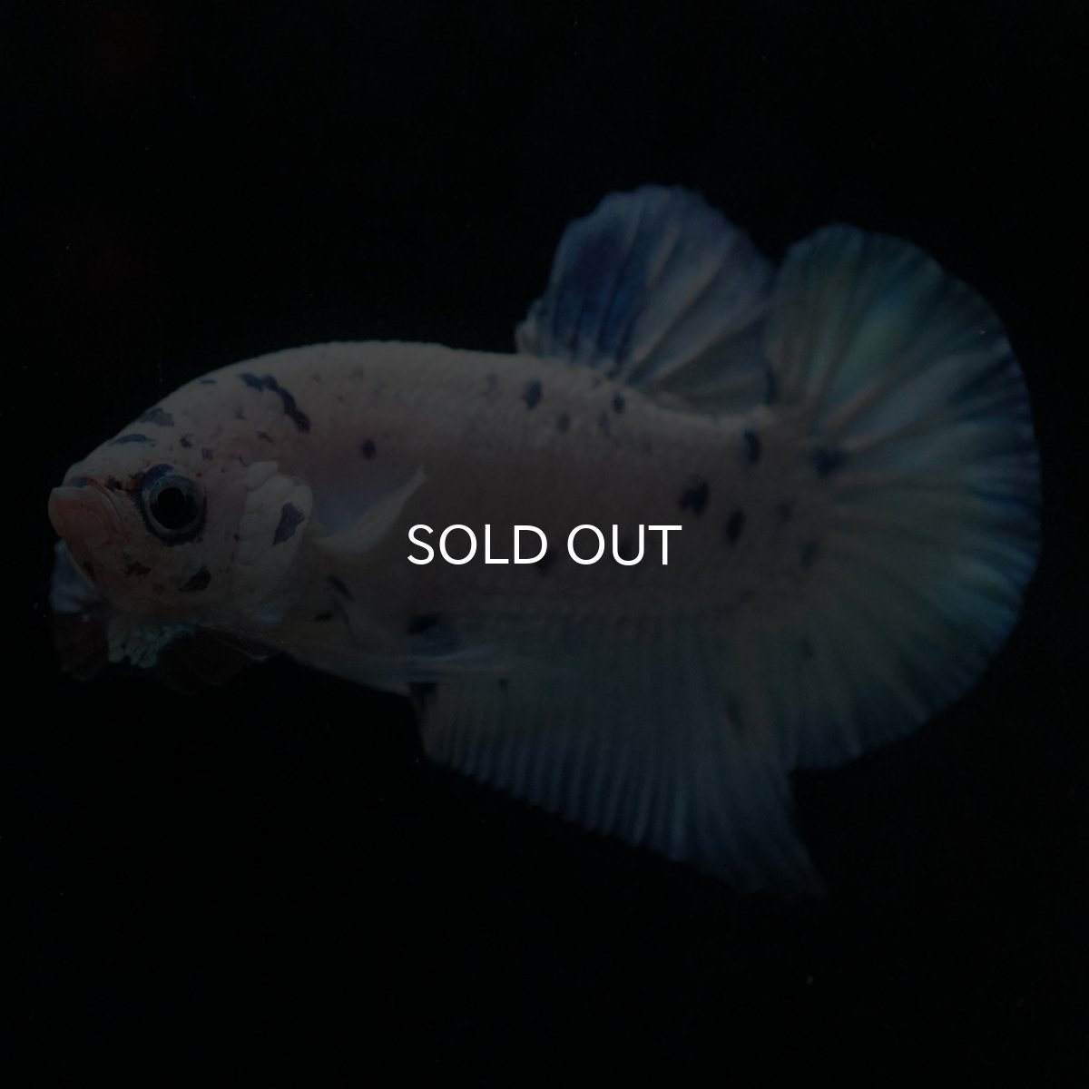 画像3: HMPK　ホワイトブルーマーブル (3)