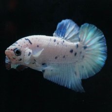 画像3: HMPK　ホワイトブルーマーブル (3)