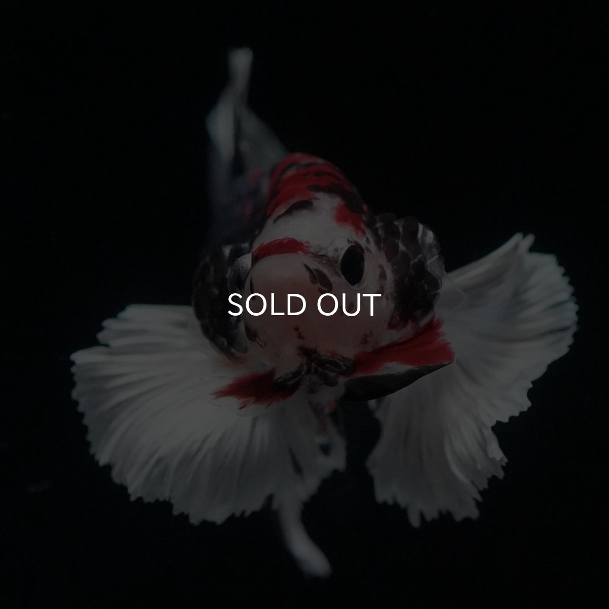 画像3: HMPKダンボ　鯉カッパー (3)