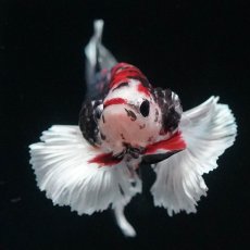 画像3: HMPKダンボ　鯉カッパー (3)