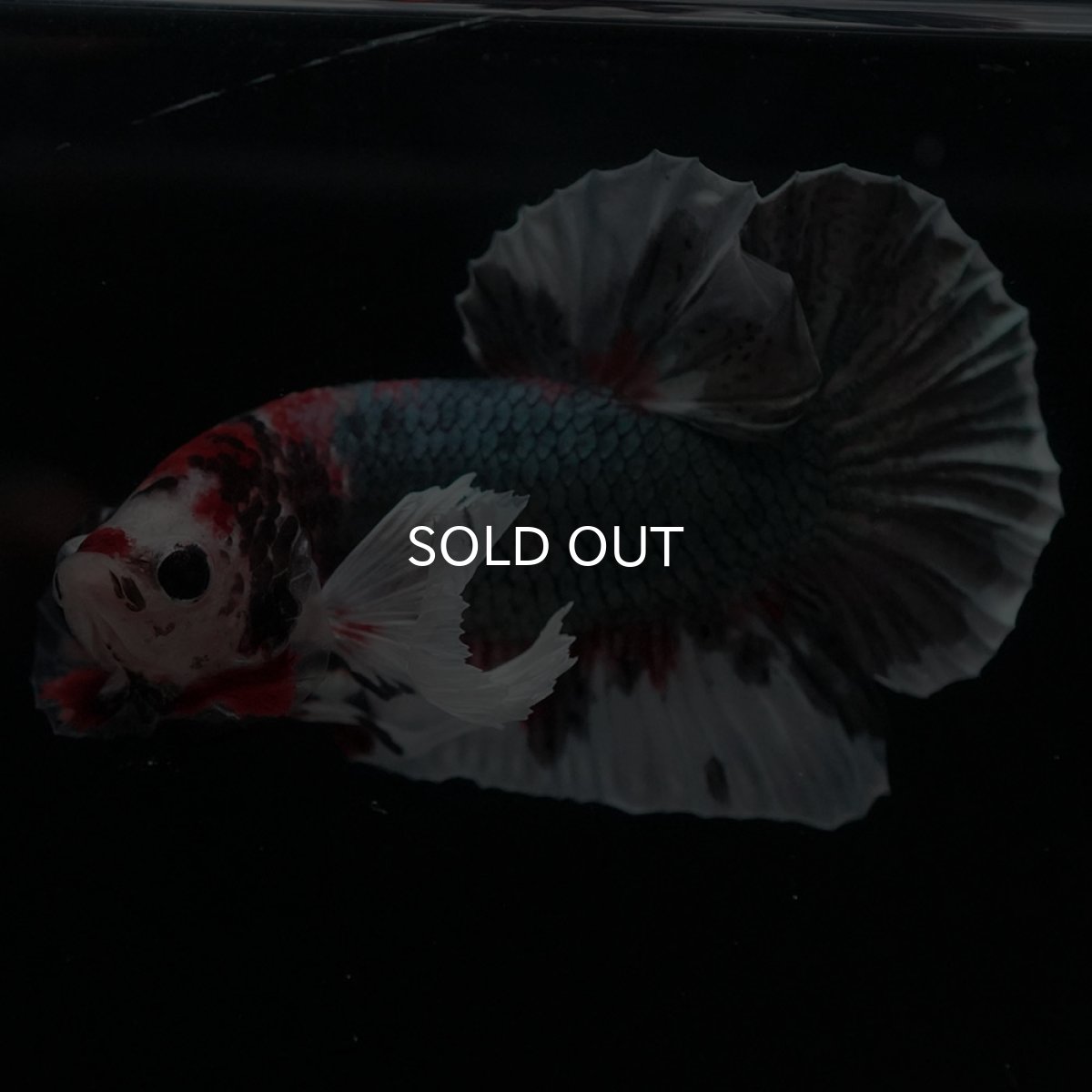 画像1: HMPKダンボ　鯉カッパー (1)