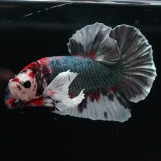 画像1: HMPKダンボ　鯉カッパー (1)