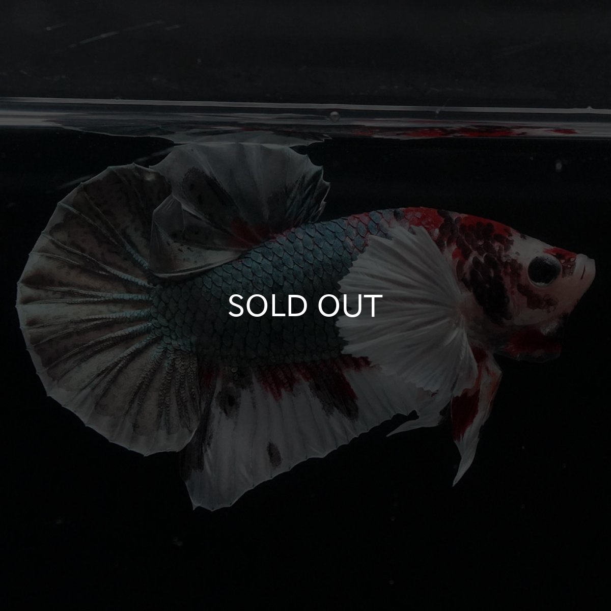 画像6: HMPKダンボ　鯉カッパー (6)