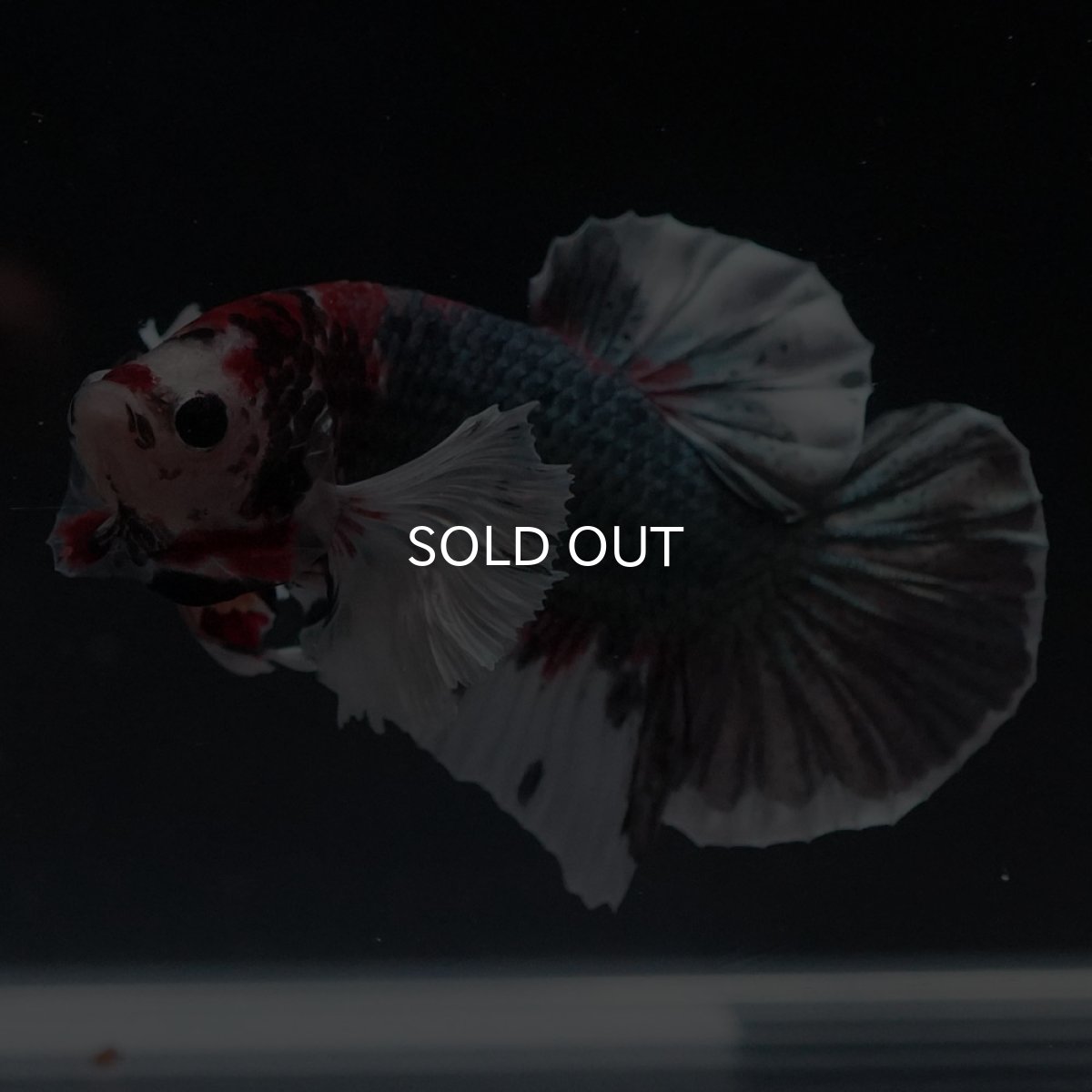 画像7: HMPKダンボ　鯉カッパー (7)