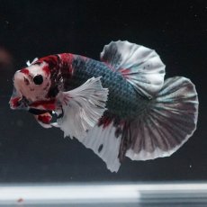 画像7: HMPKダンボ　鯉カッパー (7)