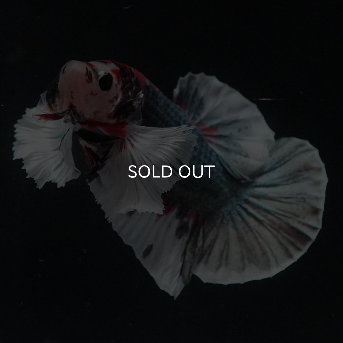 画像5: HMPKダンボ　鯉カッパー (5)