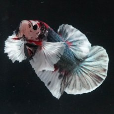 画像5: HMPKダンボ　鯉カッパー (5)