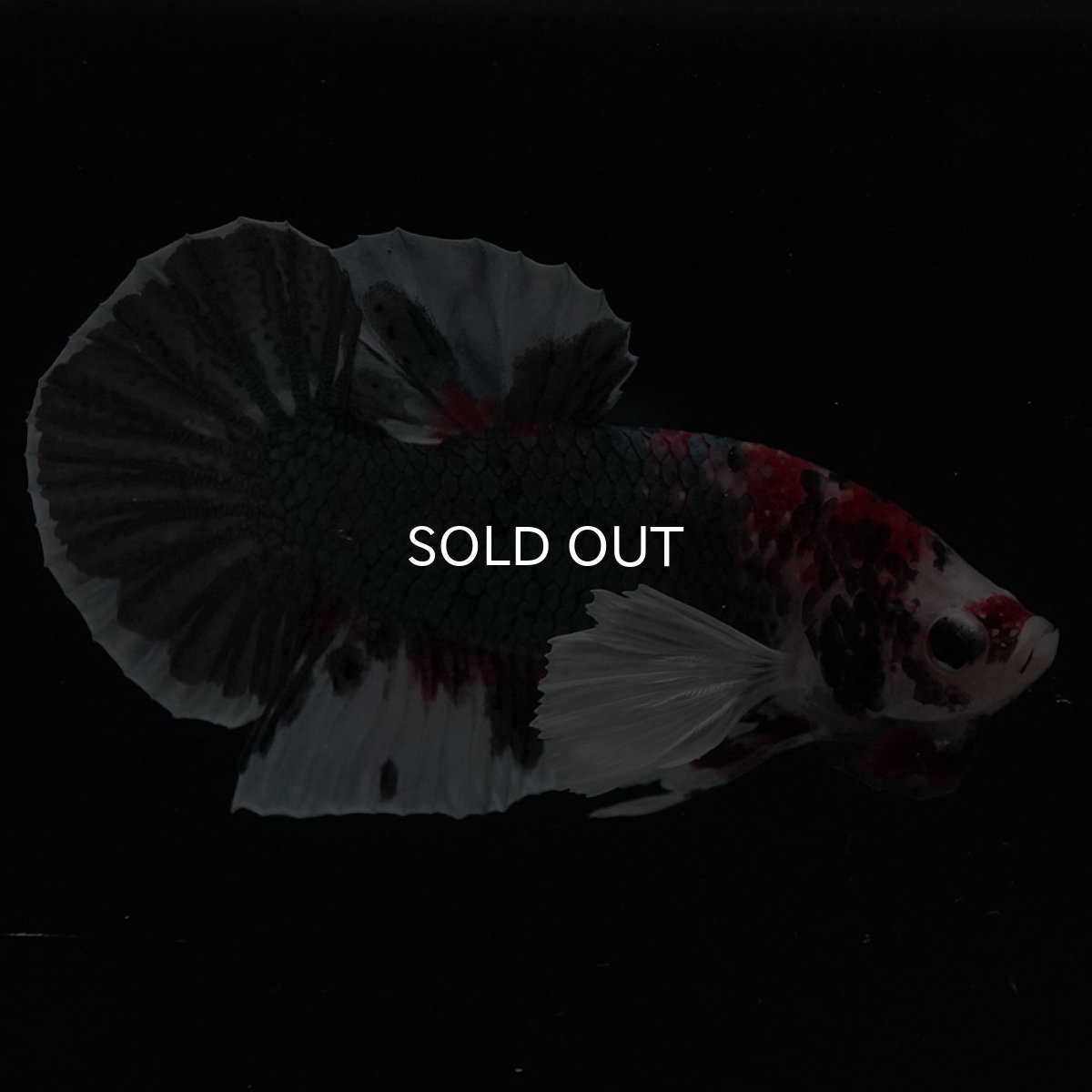 画像4: HMPKダンボ　鯉カッパー (4)