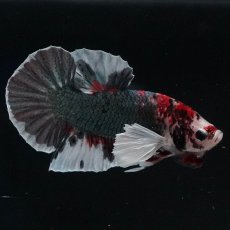 画像4: HMPKダンボ　鯉カッパー (4)