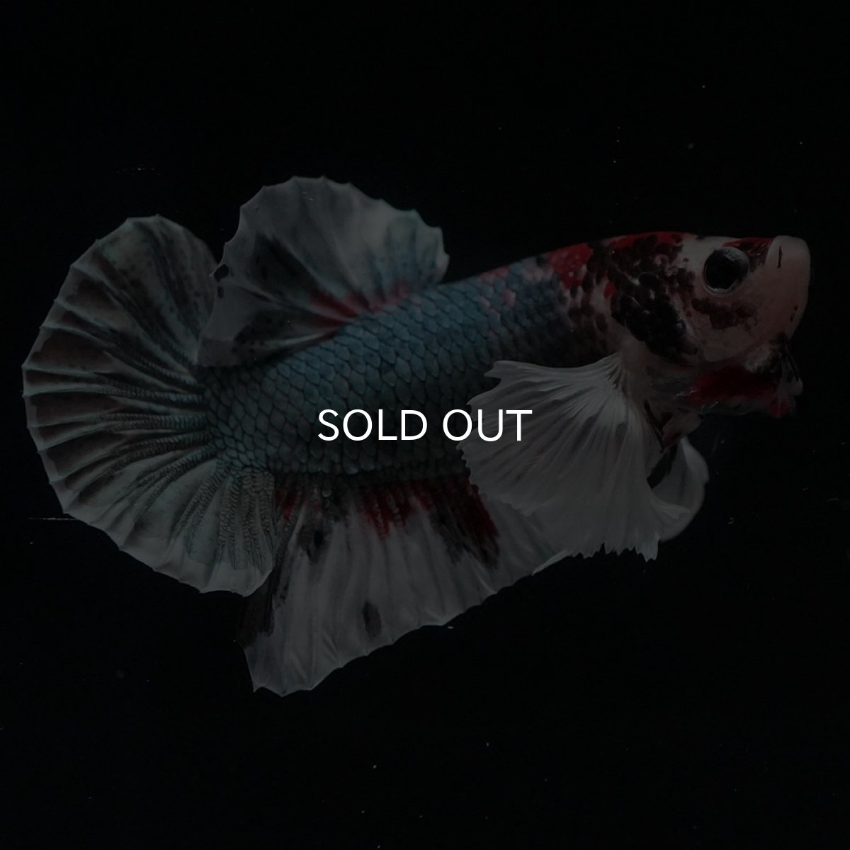 画像2: HMPKダンボ　鯉カッパー (2)