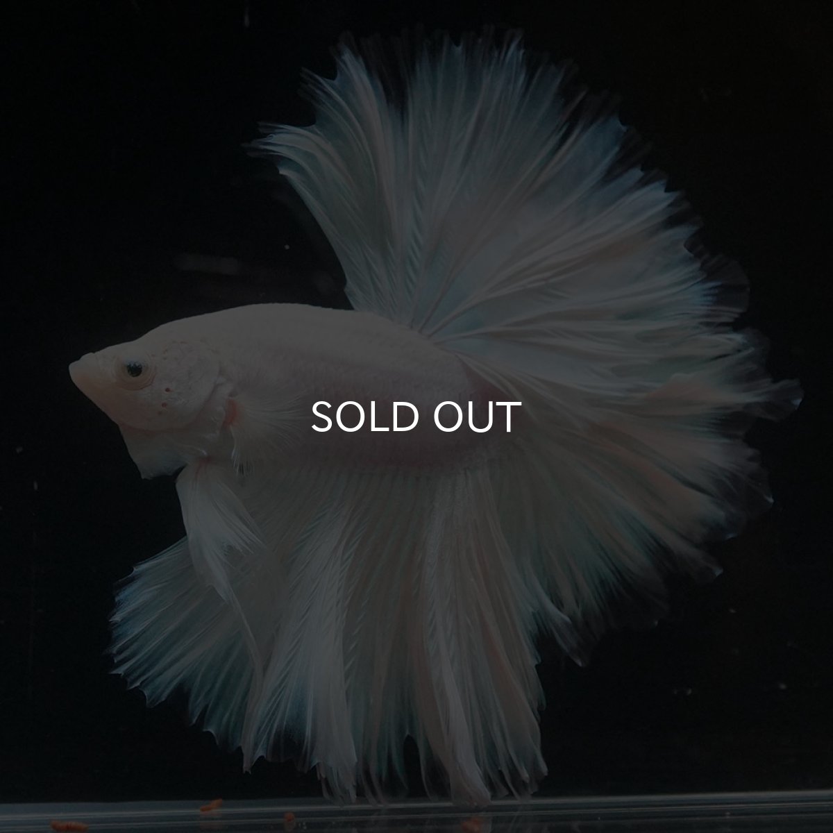 画像4: HM　ホワイトファンシー　ローズテール (4)