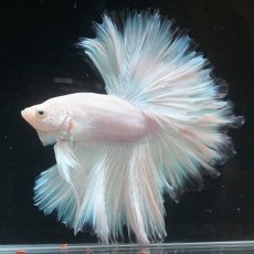 画像4: HM　ホワイトファンシー　ローズテール (4)