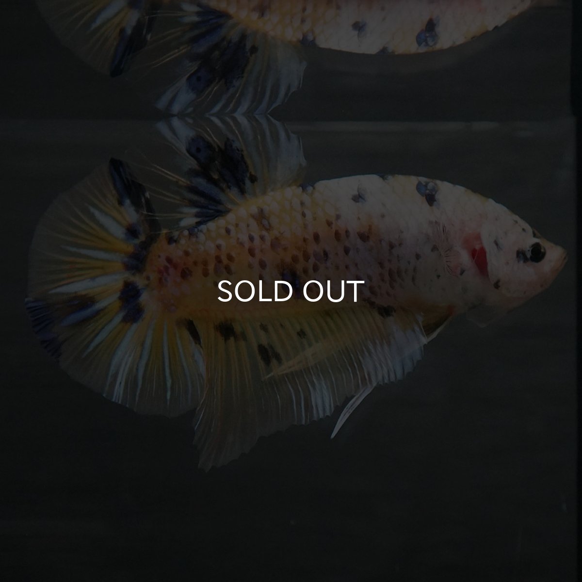 画像2: GHMPK　イエロータイガー (2)