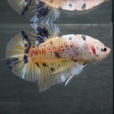 画像2: GHMPK　イエロータイガー (2)