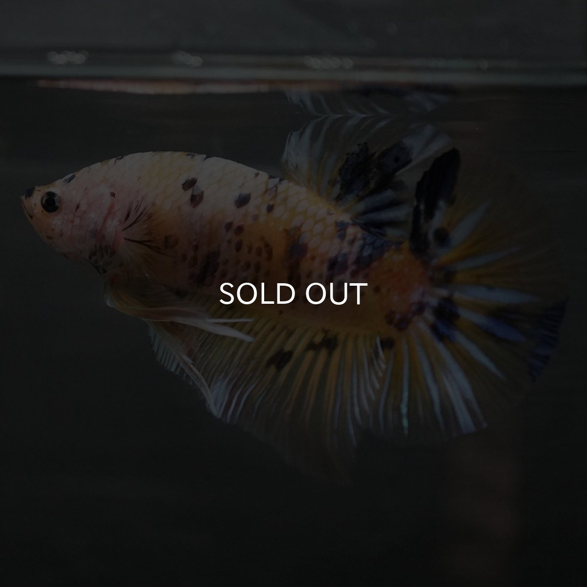 画像5: GHMPK　イエロータイガー (5)