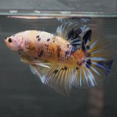 画像5: GHMPK　イエロータイガー (5)