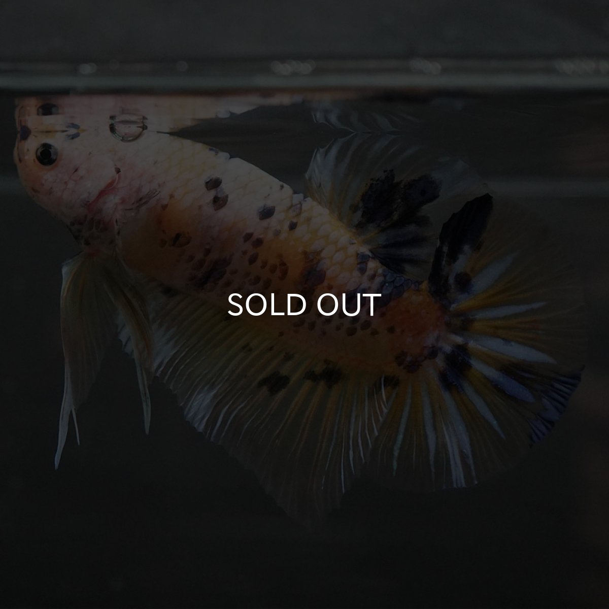 画像1: GHMPK　イエロータイガー (1)