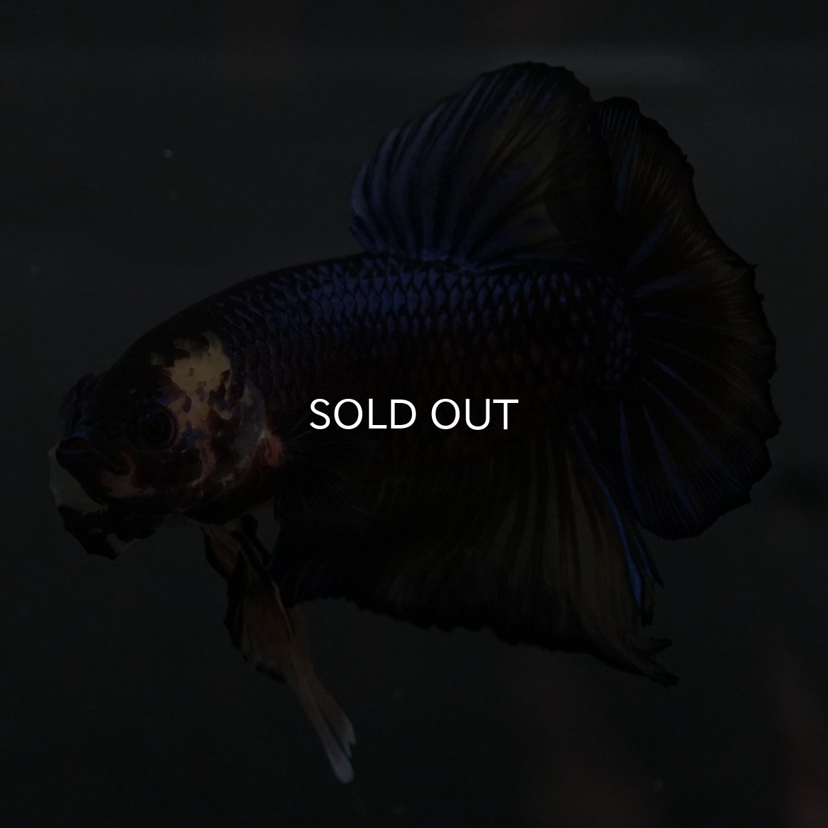 画像8: GHMPK　イエロータイガー (8)