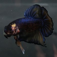 画像8: GHMPK　イエロータイガー (8)