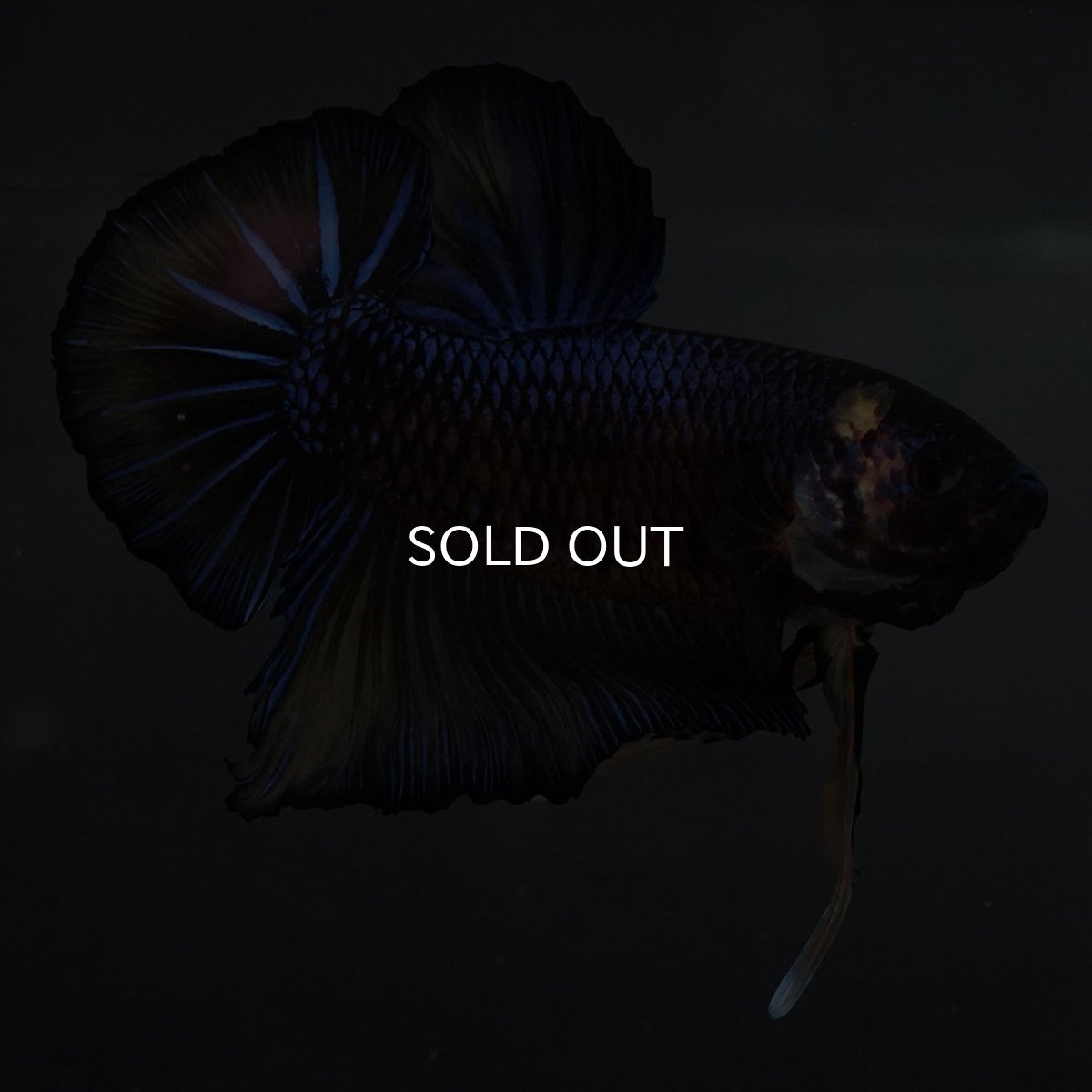 画像9: GHMPK　イエロータイガー (9)