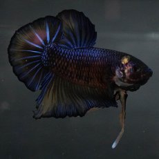 画像9: GHMPK　イエロータイガー (9)