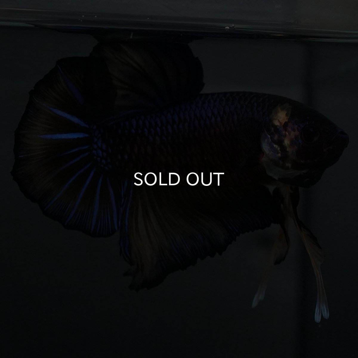 画像7: GHMPK　イエロータイガー (7)