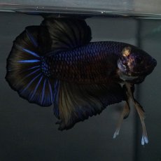 画像7: GHMPK　イエロータイガー (7)