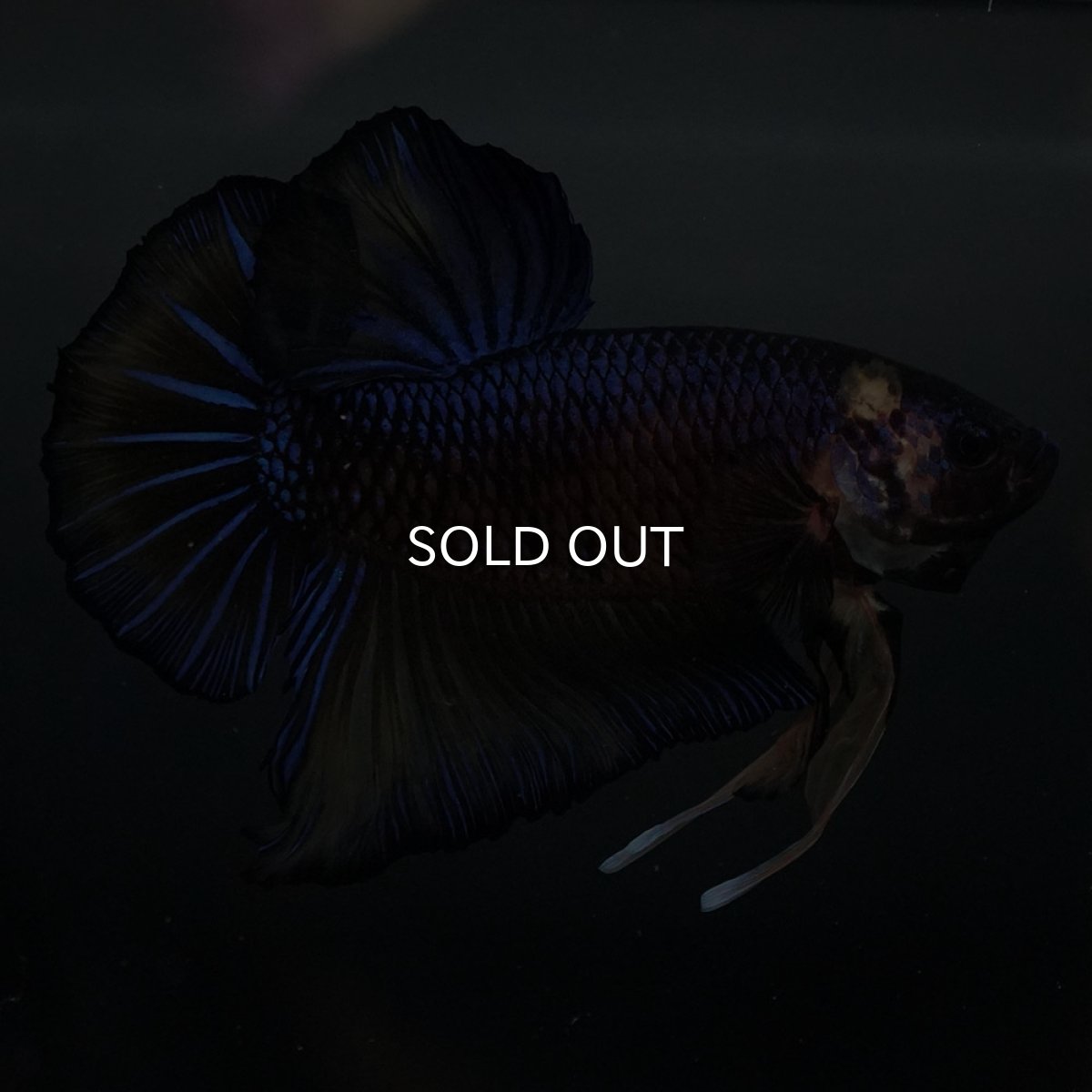 画像1: GHMPK　イエロータイガー (1)