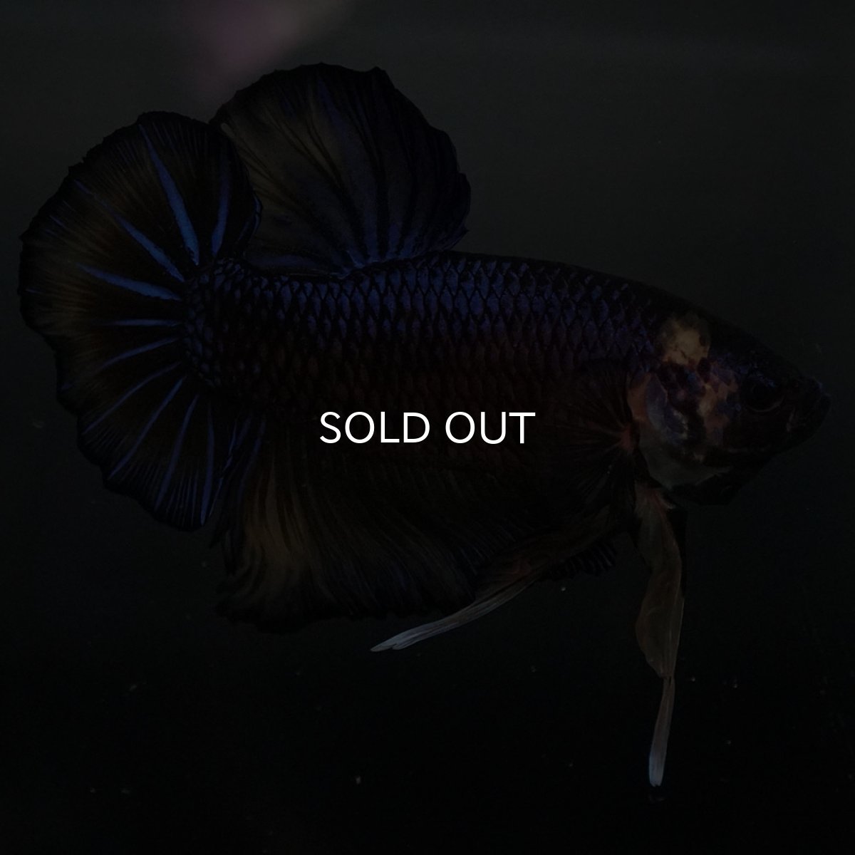 画像5: GHMPK　イエロータイガー (5)