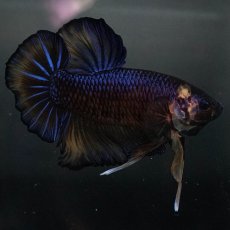 画像5: GHMPK　イエロータイガー (5)