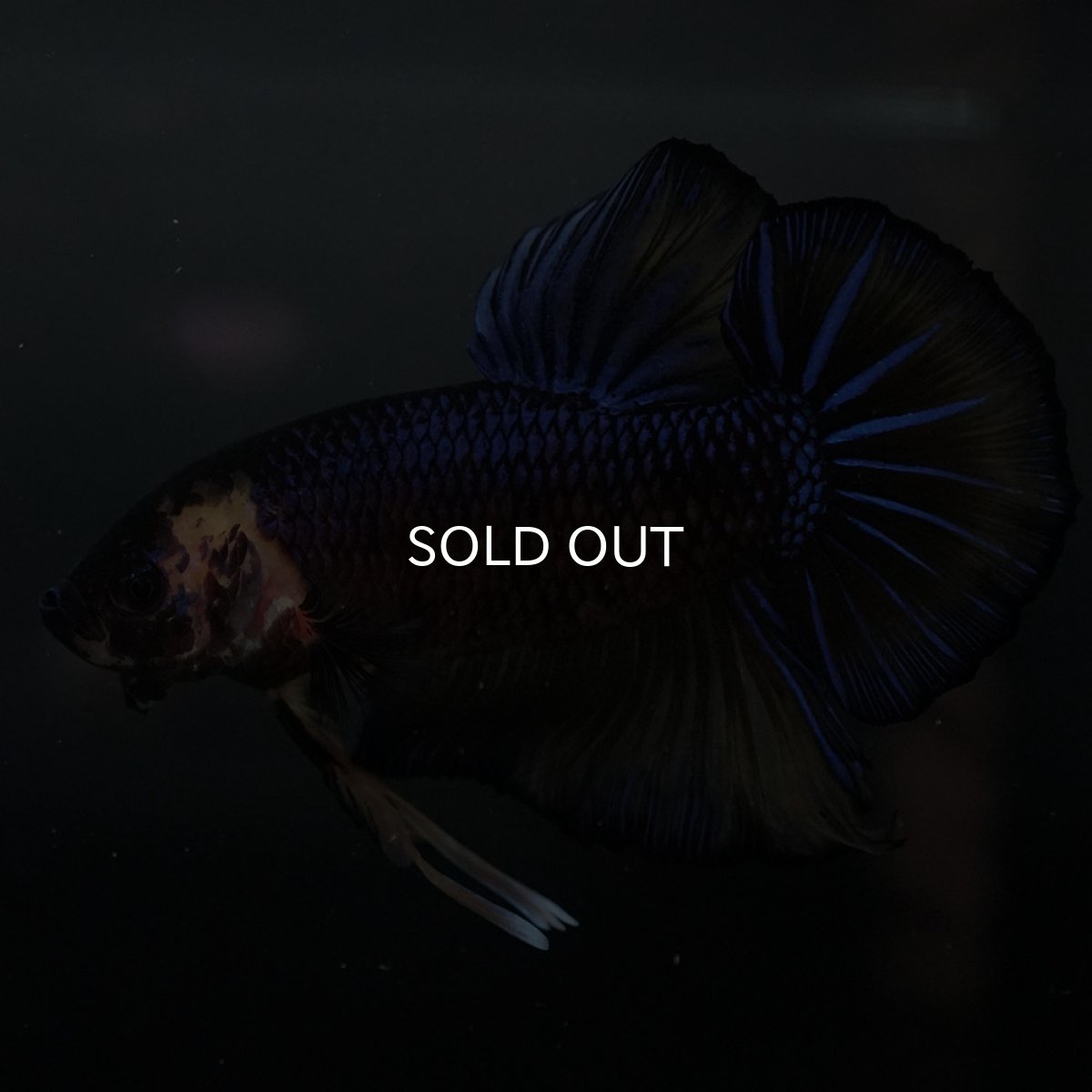 画像6: GHMPK　イエロータイガー (6)