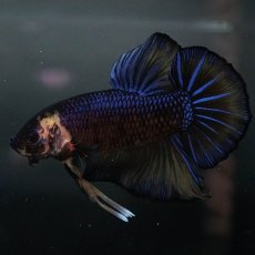 画像6: GHMPK　イエロータイガー (6)