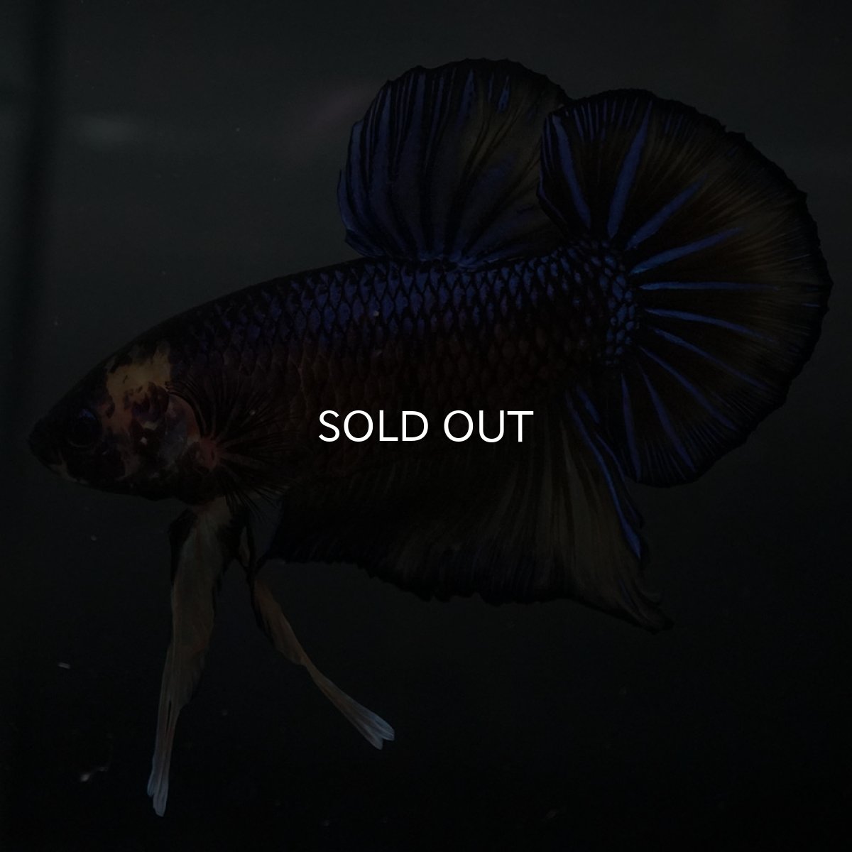 画像4: GHMPK　イエロータイガー (4)