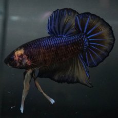 画像4: GHMPK　イエロータイガー (4)