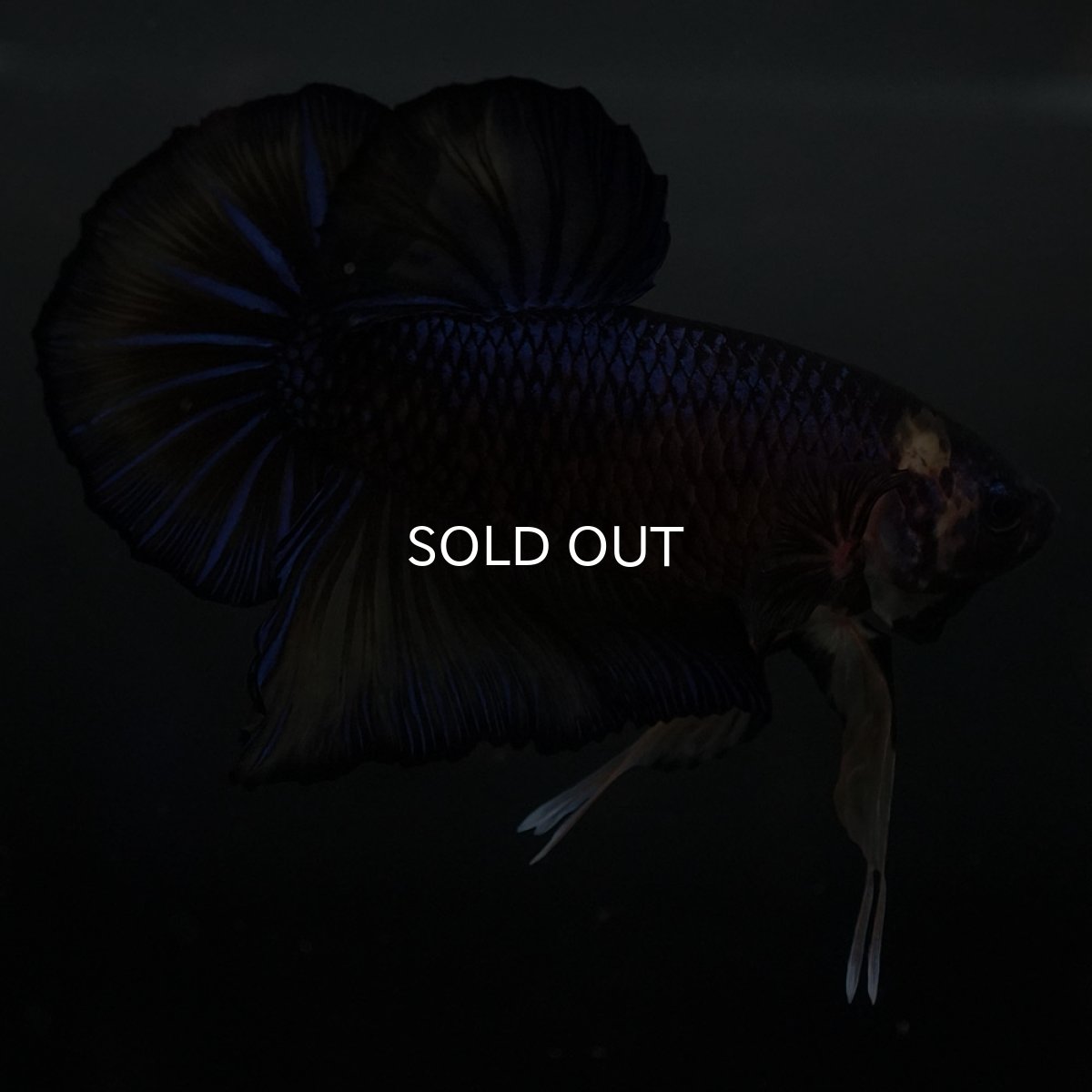 画像3: GHMPK　イエロータイガー (3)