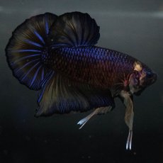 画像3: GHMPK　イエロータイガー (3)