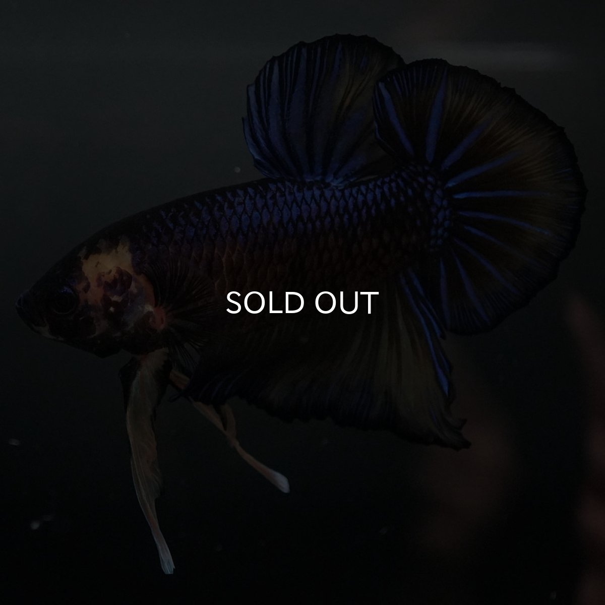 画像2: GHMPK　イエロータイガー (2)