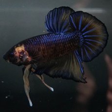 画像2: GHMPK　イエロータイガー (2)