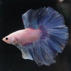 画像7: HM　ファンシー (7)